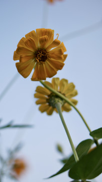 黄色非洲菊