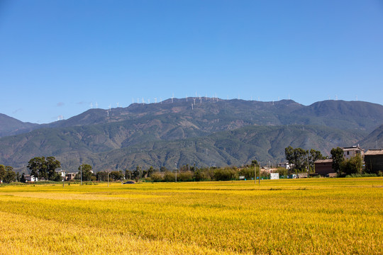 乡村稻田