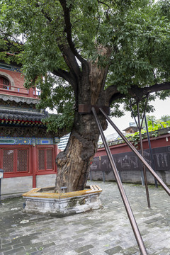北京东城区智化寺古树
