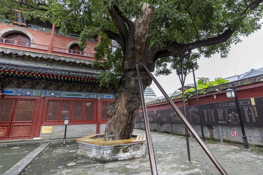 北京东城区智化寺古树