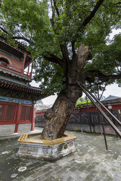 北京东城区智化寺古树