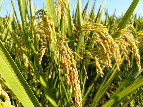 长粒稻穗米