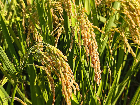 庄稼地稻米