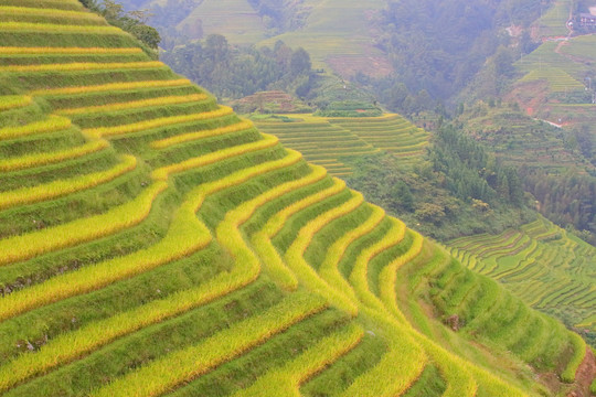 广西龙胜梯田风光