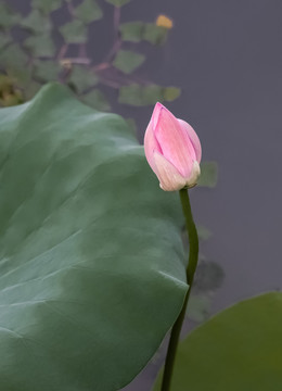 小荷
