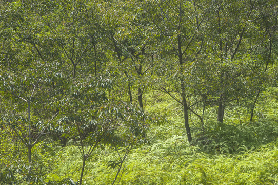 山林草木间