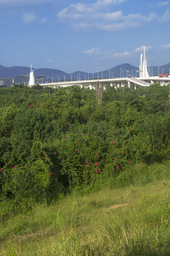 黄龙大桥绿坡