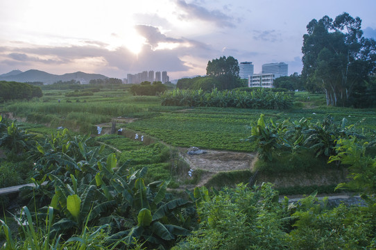 农村田野傍晚风景