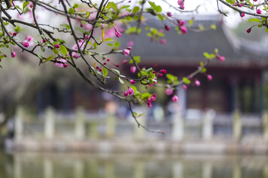 苏州园林同里古镇烟花三月