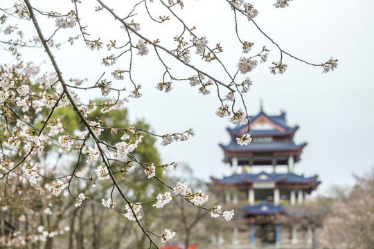 江苏无锡鼋头渚樱花风光