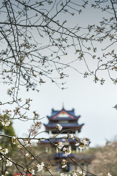 江苏无锡鼋头渚樱花风光