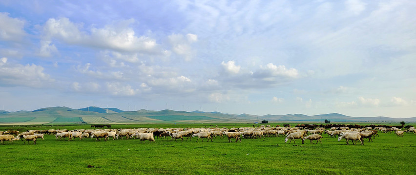 低头吃草的羊群