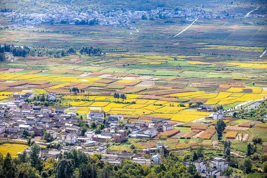 乡村稻田