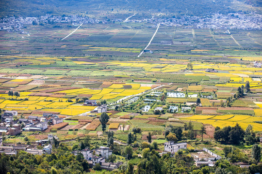 乡村稻田