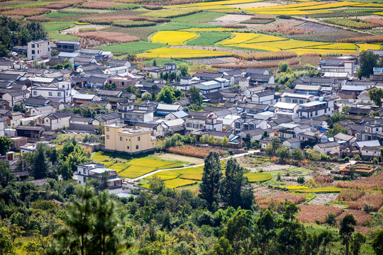 乡村稻田
