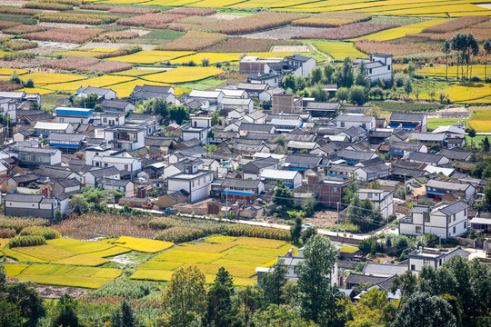 乡村稻田