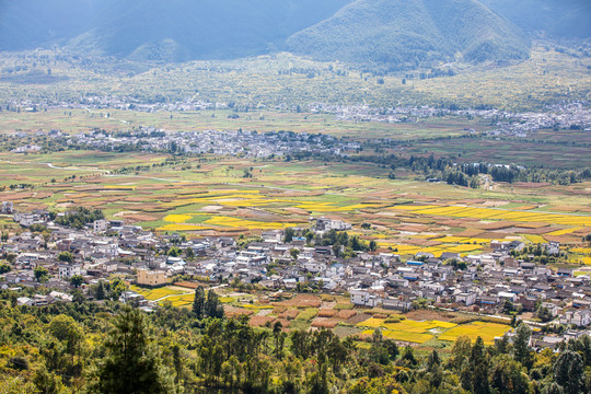 乡村稻田
