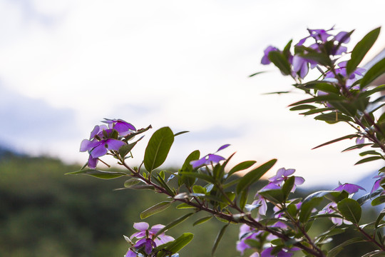 长春花