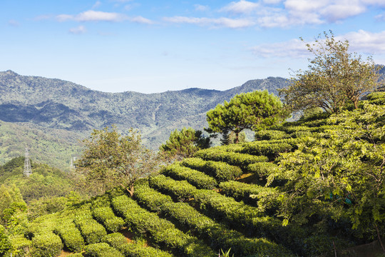 茶场茶园