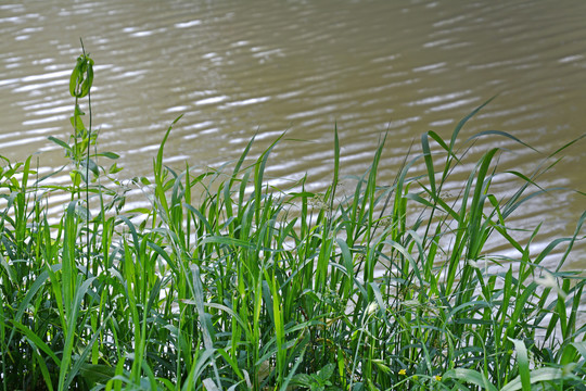 湖边绿草