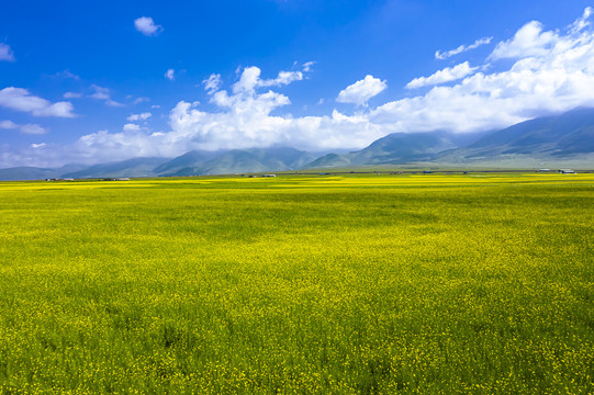 门源青石咀油菜花景区