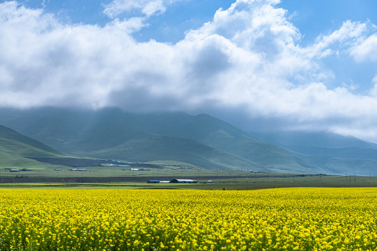 青山牧场花田