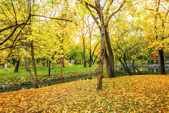 秋色黄树林
