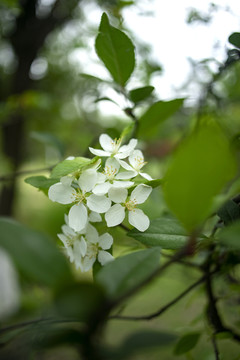 白色樱花