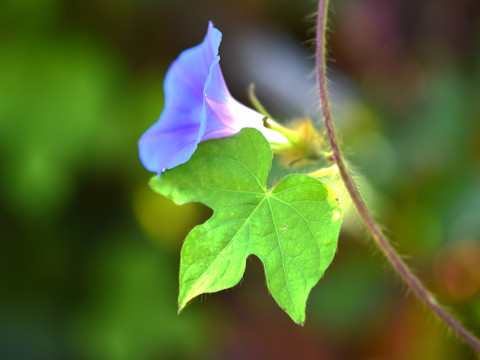 牵牛花
