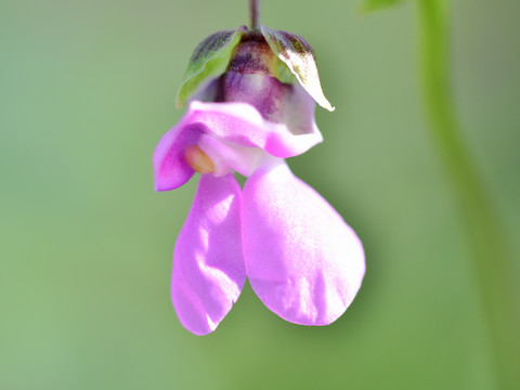 豆角花