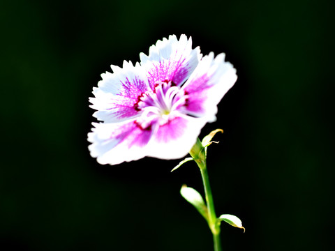 粉色野花