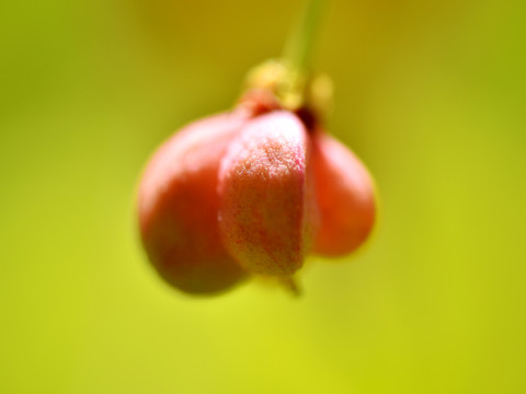 小红果