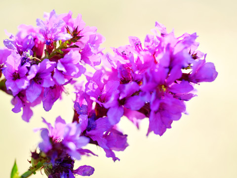 胡枝子花