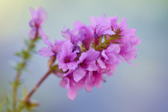 胡枝子花