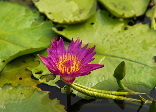 火红鲜花水中花睡莲