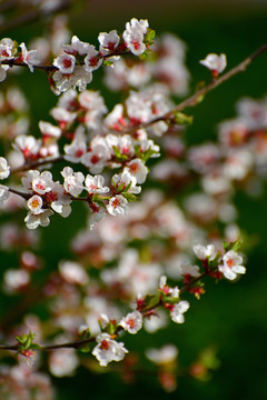 山樱桃花