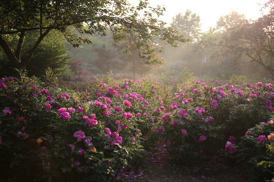 晨曦中的玫瑰花园