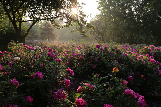 晨曦中的玫瑰花园