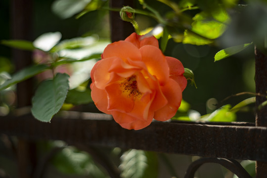 橙色蔷薇花