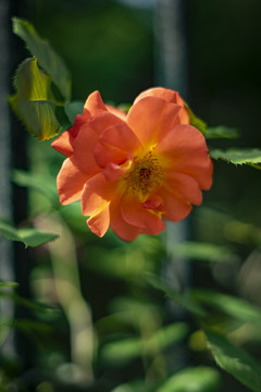 橙色蔷薇花