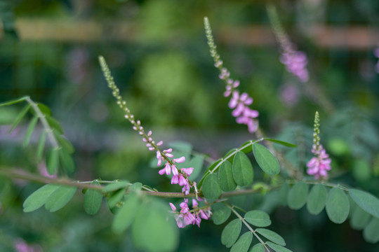 木蓝花穗