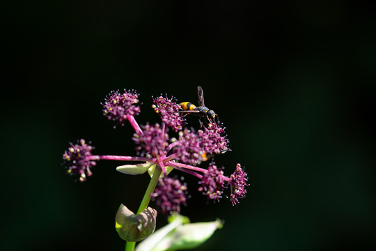 紫花前胡