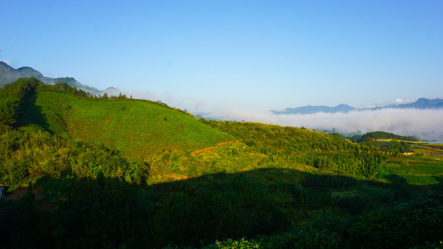 中峰茶园美景