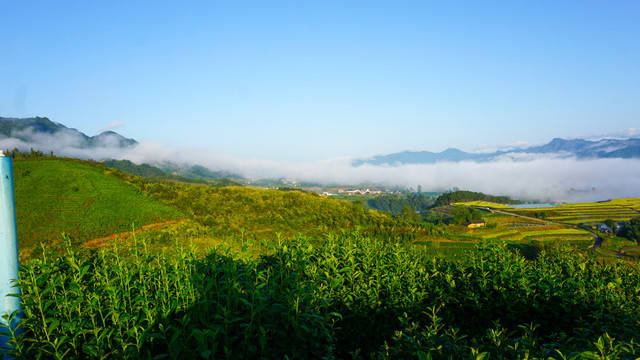 中峰茶园风光