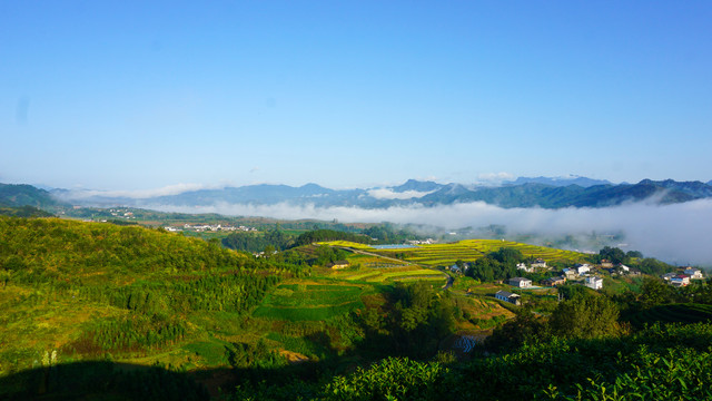 中峰茶园二