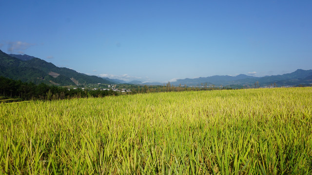 中峰贡米基地稻谷
