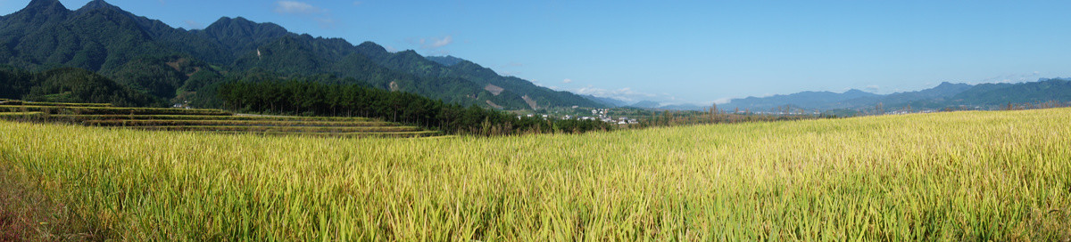 中峰贡米基地全景