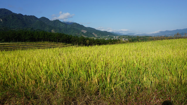 中峰贡米基地稻田