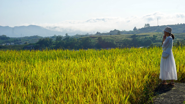 中峰贡米基地游客