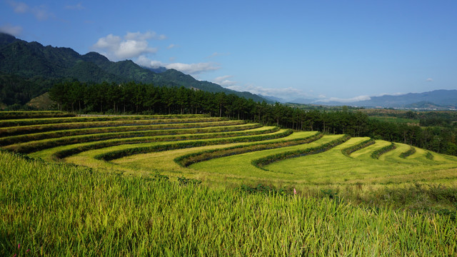 中峰贡米基地梯田